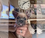 Small Photo #16 French Bulldog Puppy For Sale in BRUNSWICK, MO, USA