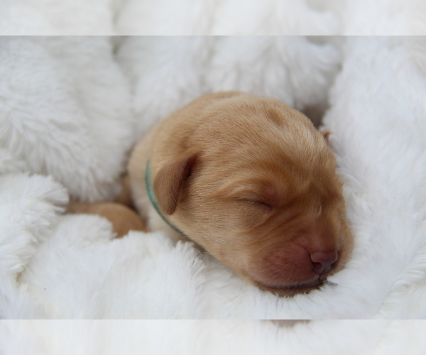 Medium Photo #5 Labrador Retriever Puppy For Sale in HYDE PARK, VT, USA