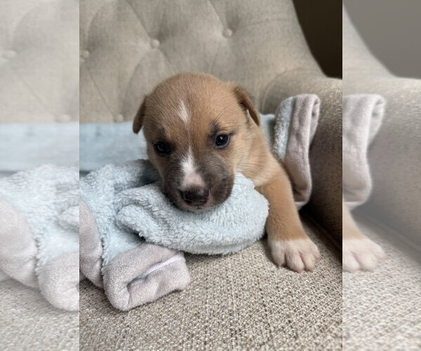 Medium Photo #1 American Staffordshire Terrier-Unknown Mix Puppy For Sale in Holly Springs, NC, USA