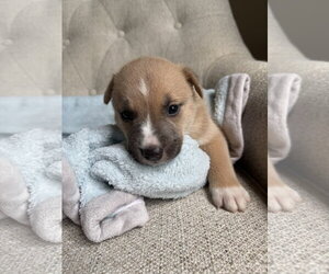 American Staffordshire Terrier-Unknown Mix Dogs for adoption in Holly Springs, NC, USA