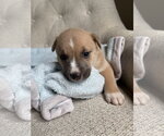 Small American Staffordshire Terrier Mix