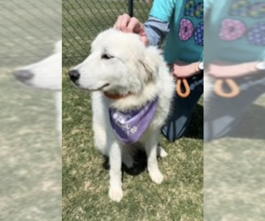 Great Pyrenees Dogs for adoption in Thomasville, NC, USA