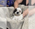 Small #2 Shih Tzu