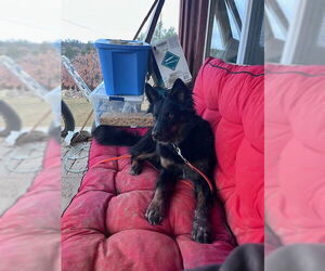 Whiskey - Female Mutt Dog for Adoption - Photo #6