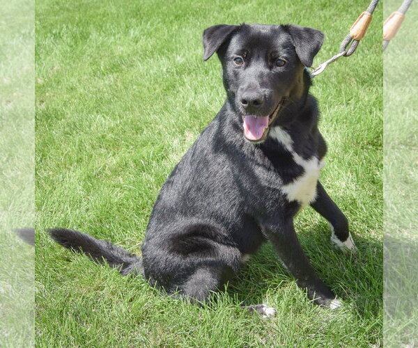 Medium Photo #5 Mutt Puppy For Sale in Huntley, IL, USA