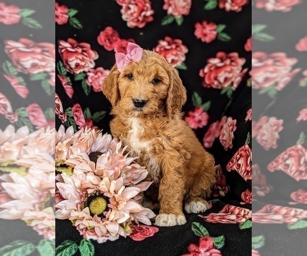 Medium Photo #1 Goldendoodle Puppy For Sale in OXFORD, PA, USA