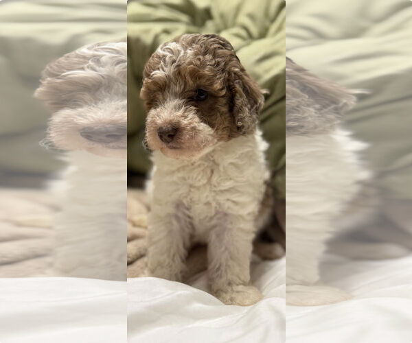 Medium Photo #1 Poodle (Miniature) Puppy For Sale in Mobile, AL, USA