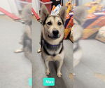 Small #1 Huskies  Mix