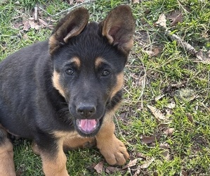 German Shepherd Dog Puppy for sale in SARALAND, AL, USA