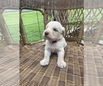 Small #1 Labradoodle