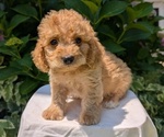 Small Photo #27 Cavapoo Puppy For Sale in GOSHEN, IN, USA