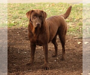 Mother of the Labrador Retriever puppies born on 04/04/2019