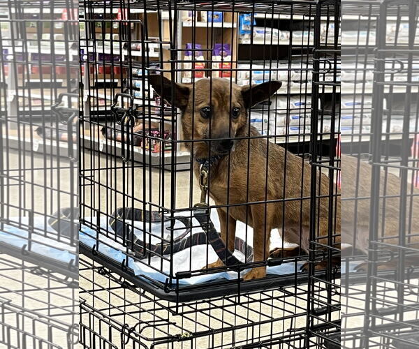 Medium Photo #3 Mutt Puppy For Sale in Pipe Creek, TX, USA