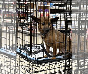 Mia Feral - Female Mutt Dog for Adoption - Photo #3