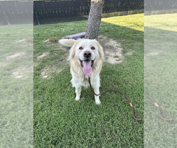 Medium Photo #4 Great Pyrenees Puppy For Sale in Evansville, IN, USA