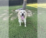 Small #3 Great Pyrenees