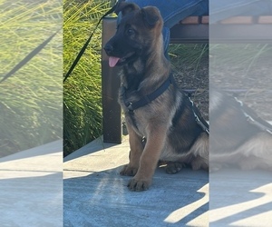 Malinois Puppy for sale in BAKERSFIELD, CA, USA