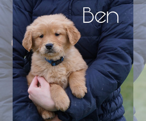 Golden Retriever Puppy for sale in FREDERICKSBG, OH, USA