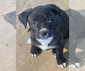 Mutt Dogs for adoption in Candler, NC, USA