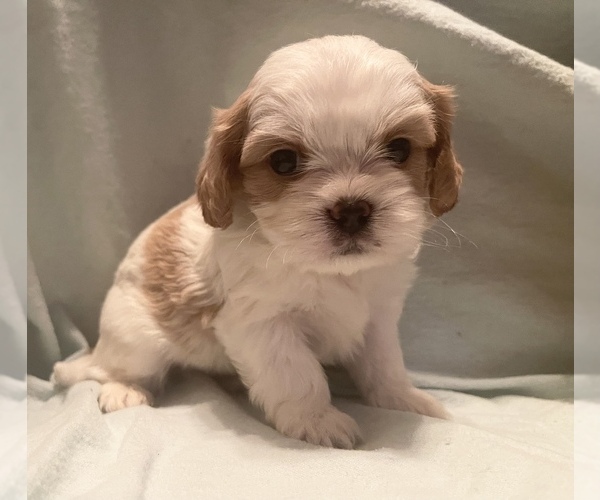 Medium Photo #1 Cava-Tzu Puppy For Sale in HELOTES, TX, USA