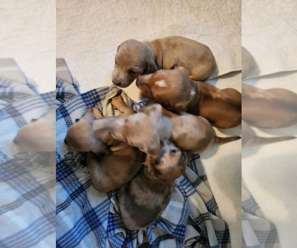 Medium Photo #4 Dachshund Puppy For Sale in COWETA, OK, USA
