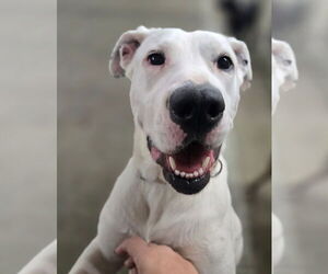 Boxer-Unknown Mix Dogs for adoption in Germantown, OH, USA