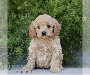 Cavapoo Puppy for sale in PARADISE, PA, USA