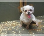 Small Photo #3 Shih Tzu Puppy For Sale in CARROLLTON, GA, USA