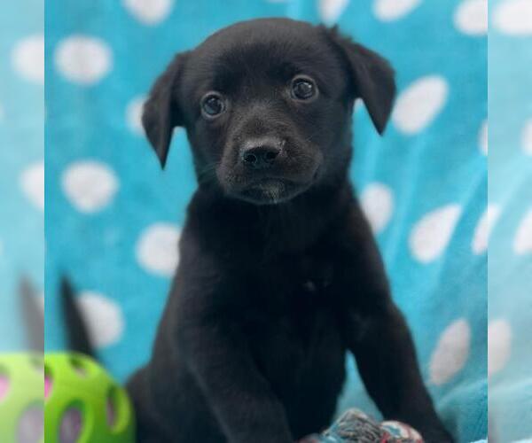 Medium Photo #4 Labrador Retriever-Unknown Mix Puppy For Sale in San Diego, CA, USA