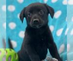 Small #3 Labrador Retriever Mix