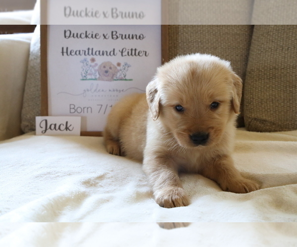 Medium Photo #5 Golden Retriever Puppy For Sale in BOSWELL, IN, USA