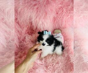 Maltipom Puppy for sale in CORAL GABLES, FL, USA