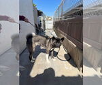 Small #2 Akita