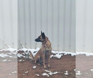 Roxanne located in New Mexico (aka Roxie) - Female Mutt Dog for Adoption - Photo #3