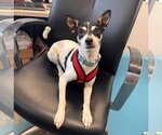 Small #6 Fox Terrier (Toy)