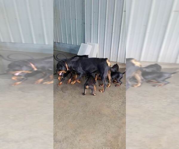 Medium Photo #57 Rottweiler Puppy For Sale in RIEGELWOOD, NC, USA