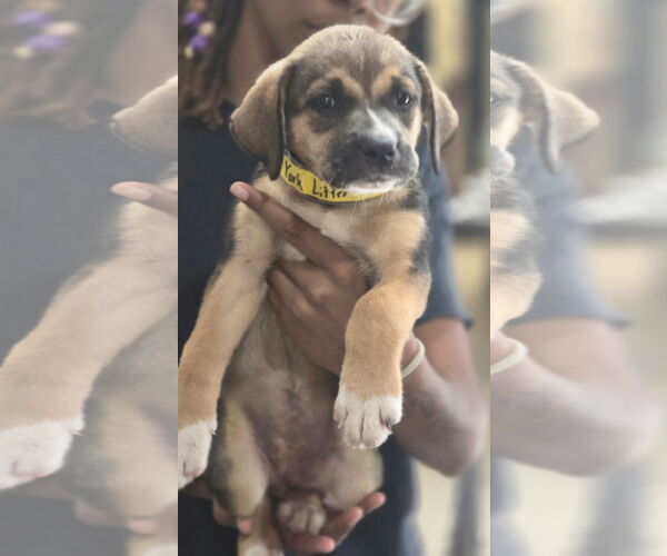 Medium Photo #2 Labrador Retriever-Unknown Mix Puppy For Sale in Sanford, FL, USA