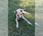 Small #2 Black Mouth Cur Mix