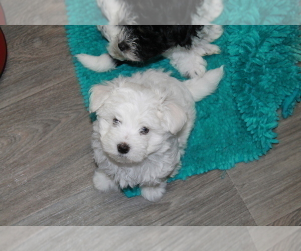 Medium Photo #6 Maltese-Schnoodle (Miniature) Mix Puppy For Sale in PUEBLO WEST, CO, USA