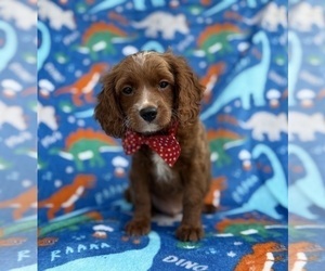 Cavapoo (Miniature) Puppy for Sale in LAKELAND, Florida USA