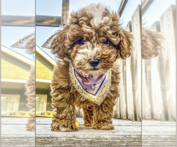 Medium Photo #7 Goldendoodle (Miniature) Puppy For Sale in ANDERSON DAM, ID, USA