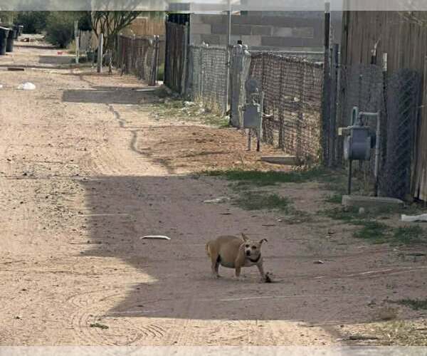 Medium Photo #4 Chihuahua-Unknown Mix Puppy For Sale in Phoenix, AZ, USA