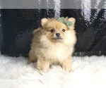 Small #2 Pomeranian