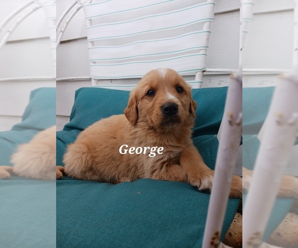 Medium Photo #22 English Cream Golden Retriever-Newfoundland Mix Puppy For Sale in SHEBOYGAN FALLS, WI, USA