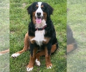 Mother of the Bernese Mountain Dog puppies born on 03/01/2024