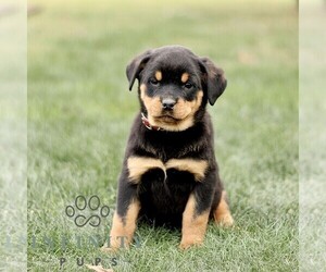Rottweiler Puppy for sale in CHRISTIANA, PA, USA