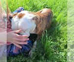 Small Photo #4 Bulldog Puppy For Sale in Chico, CA, USA