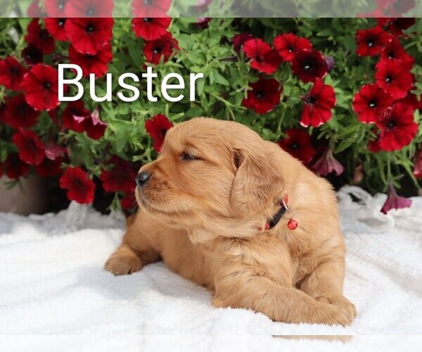 Medium Photo #28 Golden Retriever Puppy For Sale in LOYAL, WI, USA