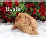 Small #3 Golden Retriever