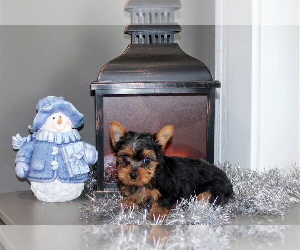 Medium Photo #1 Yorkshire Terrier Puppy For Sale in NEOLA, WV, USA
